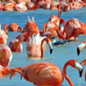 Meet your Posher, Theresa